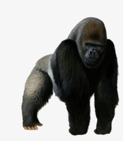 Free Png Gorilla Png Images Transparent - Gorilla Png Transparent, Png Download, Free Download