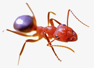 Fire Ant Png - Fire Ant, Transparent Png, Free Download
