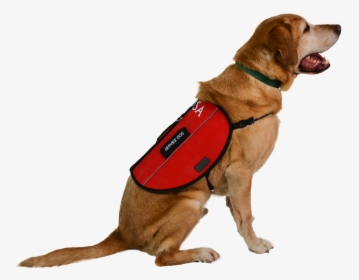 Service Dog Dog Harness Leash Emotional Support Animal - Jesus Was Not God Memes, HD Png Download, Free Download