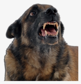 An Angry Dog - Transparent Png Angry Dog, Png Download, Free Download