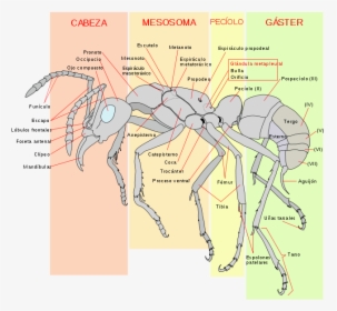 Red Imported Fire Ant Anatomy, HD Png Download, Free Download