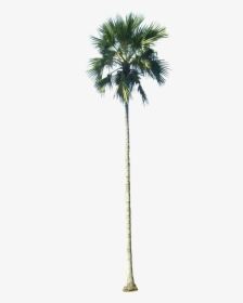 Tall Palm Tree Png, Transparent Png, Free Download