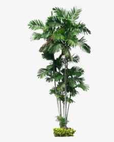 Tropical Plant Photoshop, HD Png Download, Free Download
