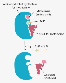 Aminoacyl Trna Synthetase, HD Png Download, Free Download