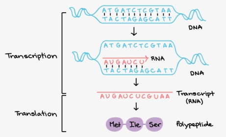 Dna To Rna, HD Png Download, Free Download