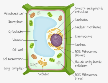 Plant Cell Ib Biology, HD Png Download, Free Download