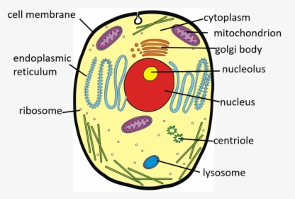 Animal Cell Diagram Without Labels Animal Cell Diagram Numbered Hd Png Download Kindpng