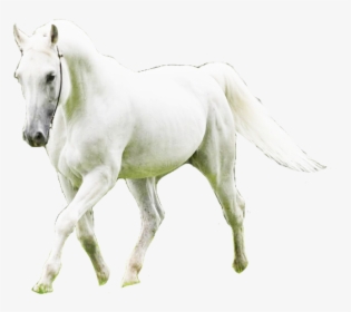 #horse #white #whitehorse #equestrian #aesthetic #cute - Stallion, HD Png Download, Free Download