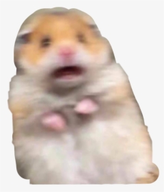 Hamster Meme Reaction Reactionmeme Freetoedit Hamster With Peace Sign Hd Png Download Kindpng