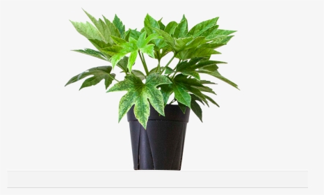 Large / Grow - Flowerpot, HD Png Download, Free Download