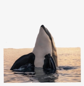 #baleia #peixe - Orca Photography, HD Png Download, Free Download