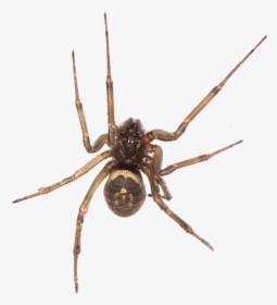 Bed Bug Exterminator Brown Spider In Merced, Ca - Wolf Spider, HD Png Download, Free Download
