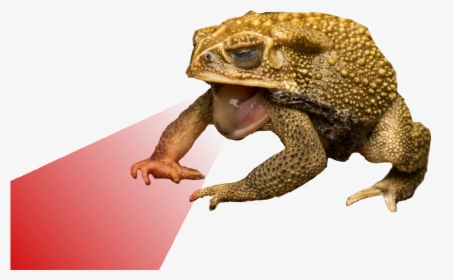 True Frog, HD Png Download, Free Download