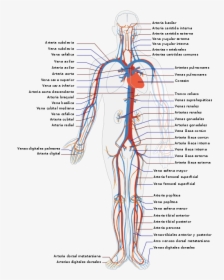 Circulatory System Es - Circulatory System Diagram, HD Png Download, Free Download