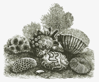 Coral Clipart Fan Coral - Coral Reef Drawing Detailed, HD Png Download, Free Download