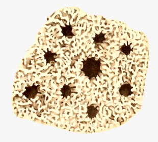 Report On Certain Hydroid, Alcyonarian, And Madreporarian - Crochet, HD Png Download, Free Download