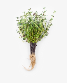 Thyme - Grass, HD Png Download, Free Download