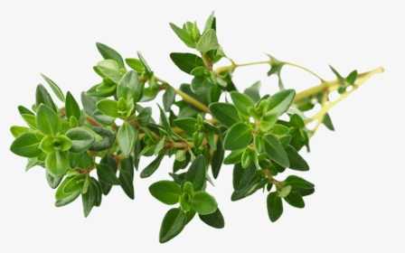 Wild Thyme, HD Png Download, Free Download