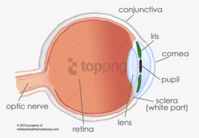 Free Png Conjunctiva In The Eye Png Image With Transparent - Anterior And Posterior Compartment Of The Eye, Png Download, Free Download