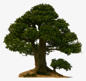 Magic Tree Png, Transparent Png, Free Download