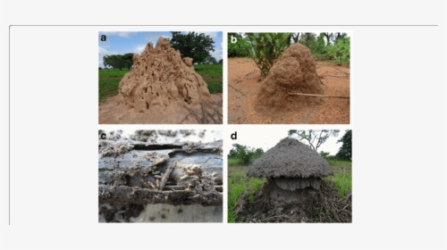 The Four Types Of Mounds Of Termite Pests Recognized - Tree, HD Png Download, Free Download