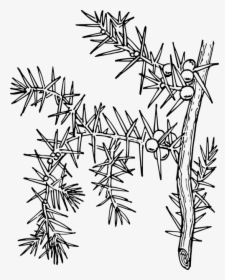 Ilex Aquifolium Holly Common Holly - Chilcuara Para Dibujar, HD Png Download, Free Download