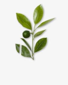 Silver Buffaloberry, HD Png Download, Free Download