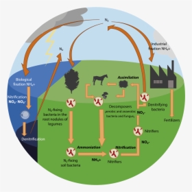 Nitrogen Cycle Diagram Ap Environmental Science, HD Png Download, Free Download
