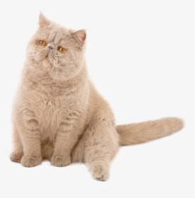 Stinky Cat, HD Png Download, Free Download