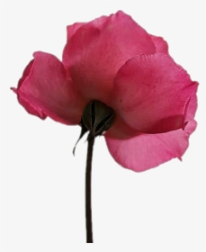 #rosebud - 강건, HD Png Download, Free Download