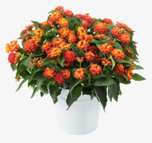 Bouquet, HD Png Download, Free Download