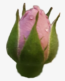 #rose #rosebud #roses #rosebuds - Garden Roses, HD Png Download, Free Download