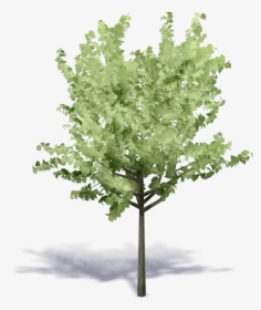 Tree Dwg Png Axonometric, Transparent Png, Free Download
