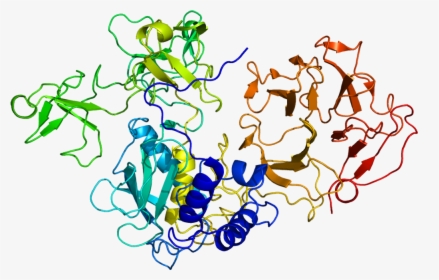 Protein Mmp2 Pdb 1ck7 - Mmp2 Protein, HD Png Download, Free Download