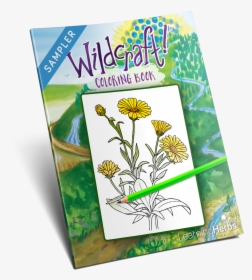 Wildcraft Herbs Coloring Book - Tansy, HD Png Download, Free Download