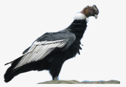 #condor - Condor De Bolivia, HD Png Download, Free Download