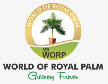 Foxtail Palm Png - Cuban Royal Palm Tree, Transparent Png, Free Download