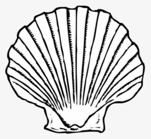 Seashells Png Download Coral Huge Freebie Download, Transparent Png, Free Download