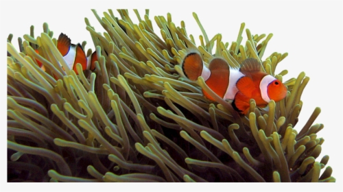 Sea Anemone And Clown Fish, HD Png Download, Free Download