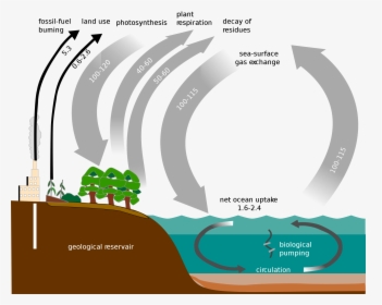 2000px Carbon Cycle Simple Diagram Svg - Carbon Cycle Diagram, HD Png Download, Free Download
