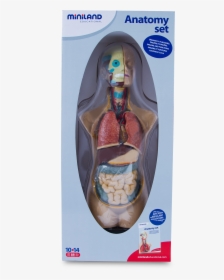 Anatomy Vector Human Torso - Medical Assistant, HD Png Download, Free Download