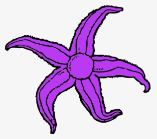 Purple Starfish Clipart - Starfish Clip Art, HD Png Download, Free Download