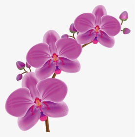 Orchid Flower Png, Transparent Png, Free Download