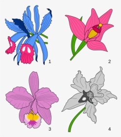 File - Orchids Heraldry - Svg - Wikimedia Commons - - Orchid Heraldry, HD Png Download, Free Download