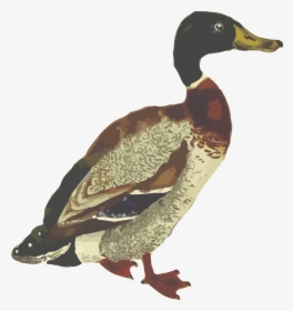 Download Mallard Download Png Image For Designing Projects - Graficos De Aves, Transparent Png, Free Download