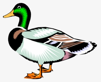 Vector Illustration Of Male Mallard Duck Bird - Duck Clipart Panda, HD Png Download, Free Download