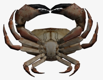 Dungeness Crab Clipart , Png Download - Rock Crab, Transparent Png, Free Download