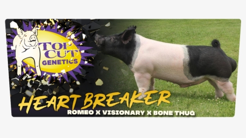 # - Domestic Pig, HD Png Download, Free Download