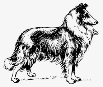Line Art,collie,tail - Collie Clipart Black And White, HD Png Download, Free Download