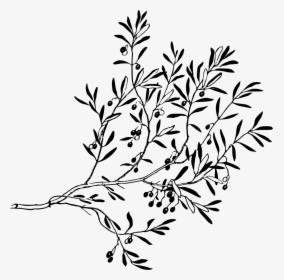 Olive Tree Branch Graphic, HD Png Download, Free Download